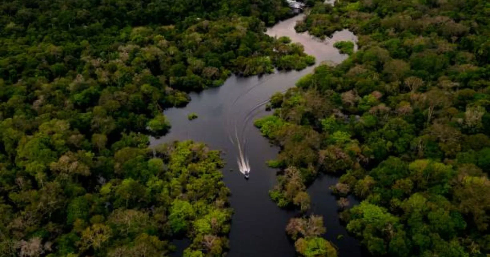 Mystery of the amazon forest