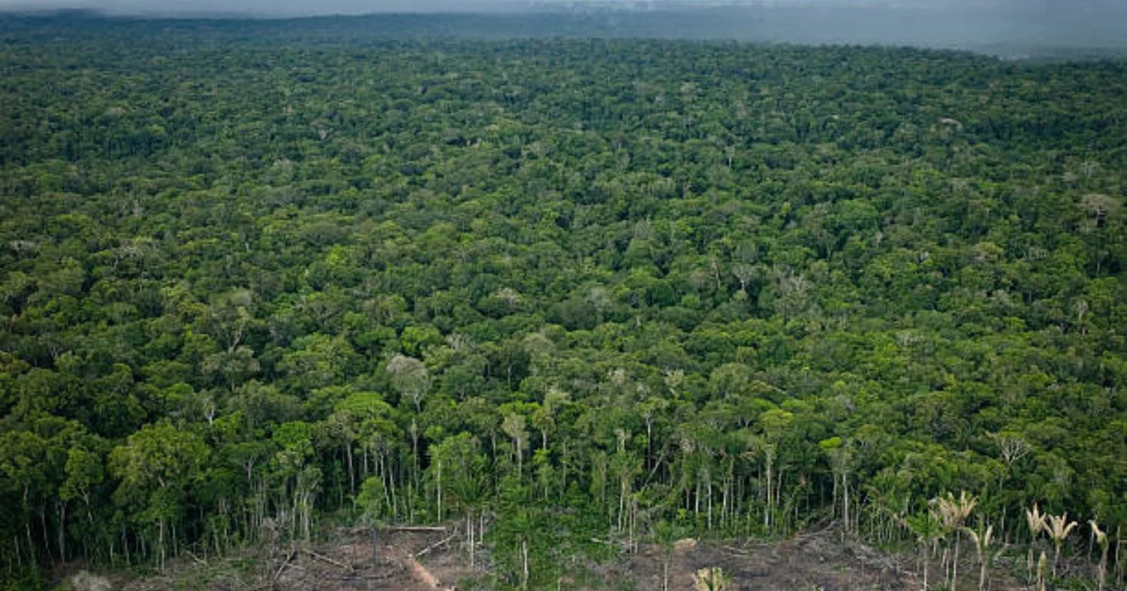 Mystery of the amazon forest