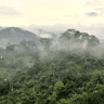 Mystery of congo forest